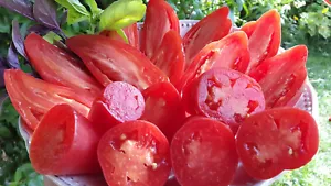 10 graines de tomate Pertchik Donskoy heirloom tomato seeds méth.bio - Picture 1 of 6
