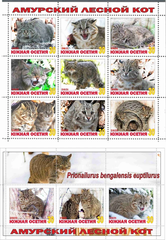 Stamp sheet+block Amur forest Cat South Ossetia issue 2021 Fauna Nature - Image 1 of 1