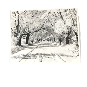 Original photograph Landscape Winter Snow Road through Tree Tunnel Phillips #1 - Picture 1 of 6