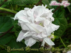 Shiva Hige Ipomoea Purpurea Morning Glory 6 Qty - Picture 1 of 6