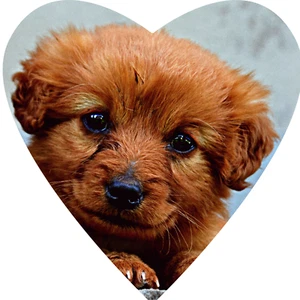 Eigenes Bild | Foto Personalisiert Essbar Geburtstag Herz A4 Tortenaufleger - Bild 1 von 1