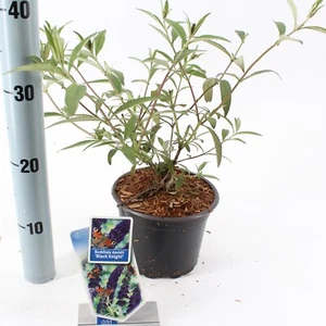 Schmetterlingsflieder Black Knight Buddleja davidii Sommerflieder - Fliederspeer - Bild 1 von 1