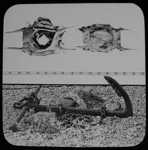 BOLSO Y ANCLA SIRENAS Magic Lantern Slide c1890 foto victoriana la orilla del mar - Imagen 1 de 3