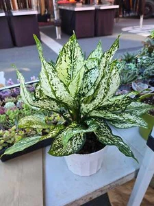 6" pot- Live Aglaonema 'First Diamond' Chinese Evergreen  - Get Similar - Picture 1 of 2