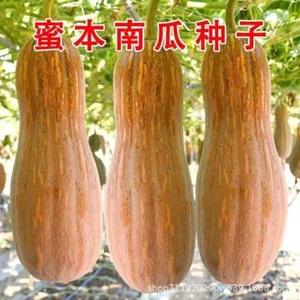 Early maturing honey pumpkin seeds, easy to plant vegetable seeds in spring - Picture 1 of 16