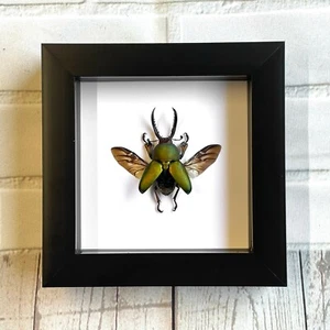 Saw Tooth Stag Beetle (Lamprima adolphinae) Deep Box Frame Display Insect Bug - Picture 1 of 3