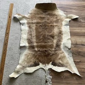 Impala Skin - Natural Antelope Skin - antelope hide Tail on - Picture 1 of 8