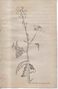 T13-78237 Orig 1920's Pencil Drawing Maine Wildflowers by Louise Furbush Boston - Picture 1 of 2