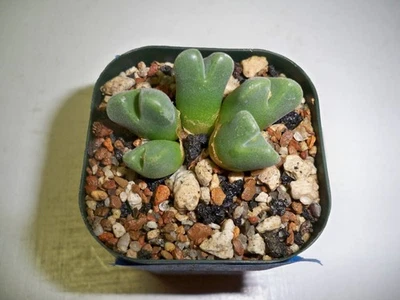 #844 - Conophytum Hians - Image 1 of 3