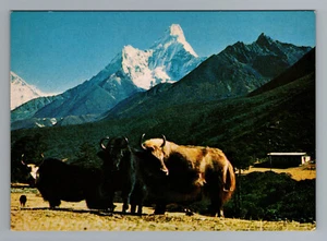 Mt. Amadablam and Yak Nepal 1970s Postcard - Picture 1 of 2