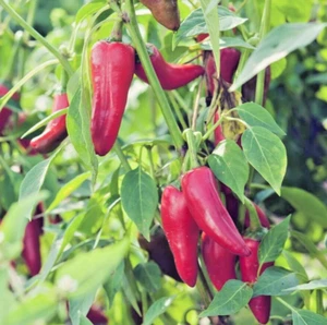 25 Gorria Spelette Pepper Seeds ORGANIC Method Antique Vegetable Garden Permaculture - Picture 1 of 3