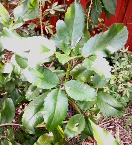 Organic Miracle leaf, Kalanchoe Pinnata Plant, Bryophyllum Pinnatum 12 leaves - Picture 1 of 5