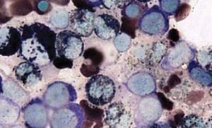 Sudan IV for lipid staining || CAS: 85-83-6 || 100 g || dye: ca.+80% - Picture 1 of 4