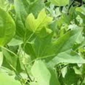 Qty-2 Yellow Poplar transplant starter seedling 15 " tall - Picture 1 of 6