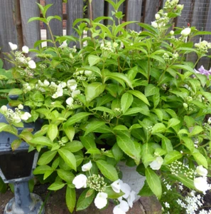 Hydrangea 'Runaway Bride' 2x 9cm pot 25/28cm - Picture 1 of 5