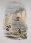 HUMMINGBIRD ROSY-THROATED FLAME-BEARER (Selasphorus) John Gould 14x10" Print