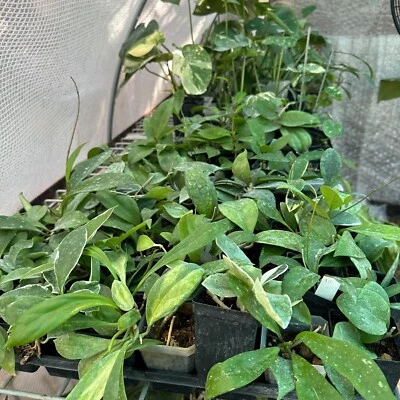 15 Hoya Starter Cuttings Bundle. Fast Shipping. Fresh Cuttings. US Seller - Image 1 of 4