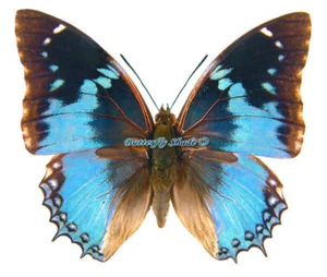 Mariposa/Nymphalidae sin montar - Charaxes smaragdalis smaragdalis, macho, coche - Imagen 1 de 2