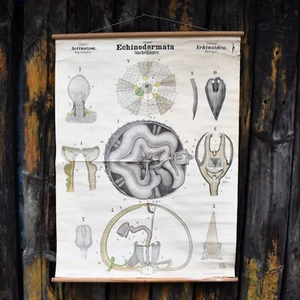 Antik 1890 N81 Leuckart Nitches Fischer Seeigel wissenschaftliche Karte Poster - Bild 1 von 7