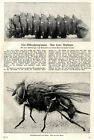 Die neue Tier-Mikroskop-Fotographie Bilder + Text von 1926