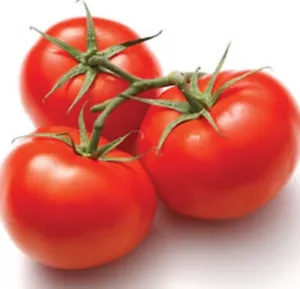 APOLLO TOMATO Lycopersicon early maturing firm juicy fruit plant in 100mm pot - Picture 1 of 3