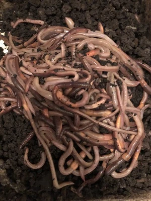 2500 Canadian Night Crawlers Foto 1 de 4