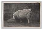 Owca przy jedzeniu - stare zdjęcie z lat 30.