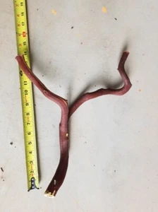 Manzanita forked curved arch branch 19" long #90 - Picture 1 of 4