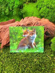 Fox Red Fox Wild Dog 9x7cm 3D Refrigerator Magnet Card Picture - Picture 1 of 2