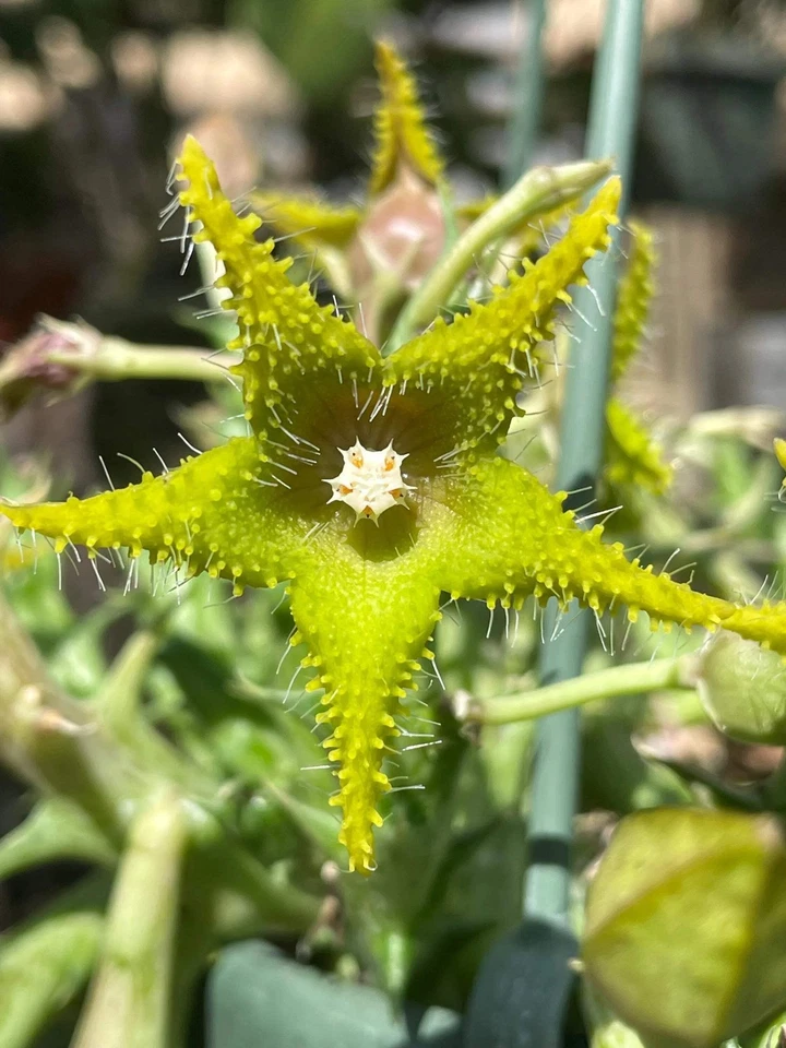 Orbea Dummeri 3.5 英寸盆栽植物良好 — 第 1/4 张图片
