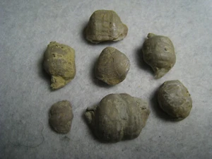 Good Fossil Shells Stone Specimen Lot Of 7 Kansas City USA 19.5 Grams Total - Picture 1 of 20