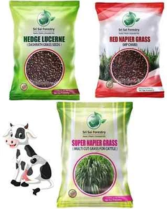 Super Napier Grass Seeds Headge Lucerne Grass Red Napier Grass 3000 seebs Best* - Picture 1 of 3