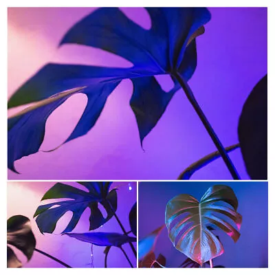 Tropic leaf Leaves Purple Backdrop Photography Background Art Photo Studio Props - Image 1 of 4