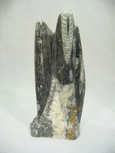 Butw Marocain Orthoceras Nautaloid Fossil 6.75 " Lapidaire Gravé Sculpture 5492D - Imagen 1 de 3