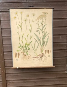 Carta de escuela botánica vintage de planta de margarita y planta de milenrama. - Imagen 1 de 11