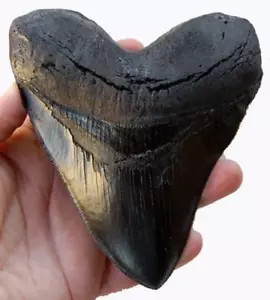5.5 Inch Megalodon (Carcharodon Megalodon) Tooth, Black with Serrations (Replica - Picture 1 of 12