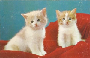 Two Mostly White Kittens - Picture 1 of 2