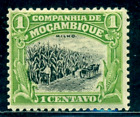 1918 Kultura kukurydzy, kukurydza, Zea mays, firma mozambicka, 116/1C, MLH