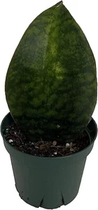 Sanseveria Fin Masoniana Mother In Law's Tongues Snake Indoors Live Plant 4" Pot - Picture 1 of 1