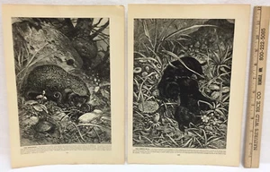 Hedgehog & Common Mole Animal Prints Brehms Life of Animals Book Set 2 Specht - Imagen 1 de 4
