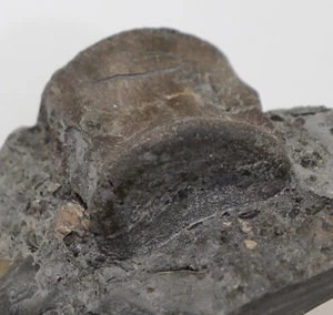 Zahn, Nothosaurus sp., Triassico, Lettenkeuper, Neidenfels, Germania -f281 - Foto 1 di 7