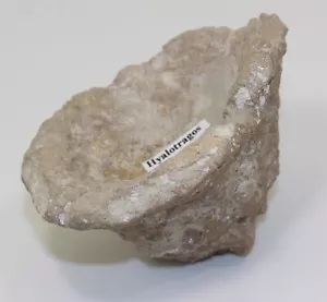 Spugna, Hyalotragos radioformis, Giura Oxford, Ebermannstadt, Germania-eb9865 - Foto 1 di 8