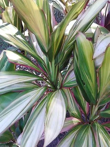 10x mix Cordyline plant log cuttings, 5x EMERALD + 5x KIWI, free instruction - Picture 1 of 11