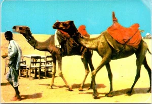 Kamele zum Reiten Falkenbucht, Karachi, Pakistan Postkarte - Bild 1 von 2