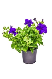 Petunien blau (Petunia Hybrida) - Bild 1 von 3
