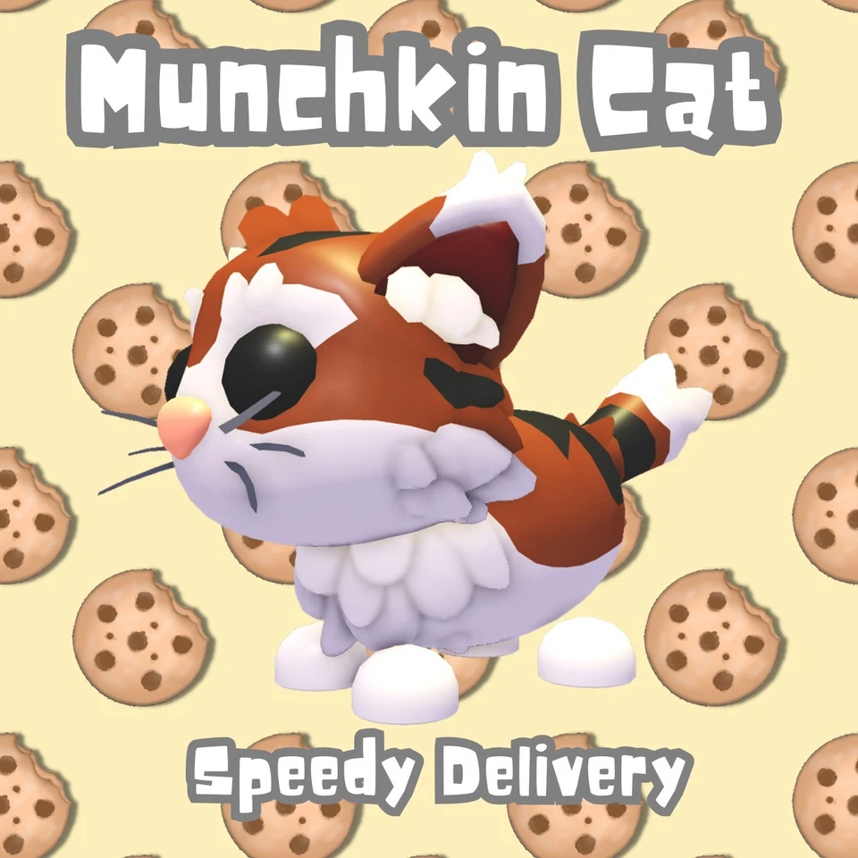 Munchkin Cat - Homepass 2025 Update - Adopt your pets TODAY - Speedy Delivery!