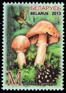 BELARUS 877 - Hunting Gypsy Mushroom "Rozites caperatus" (pb91421) - Picture 1 of 1