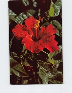 AK Hibiskus - Bild 1 von 2
