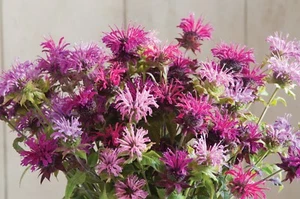 180+  MONARDA MIX EASY  PERENNIAL EDIBLE  NATIVE FLOWER SEEDS - Picture 1 of 2