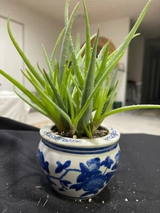 Blue Elf Aloe Live Plant in 3" Ceramic Pot - Picture 1 of 8